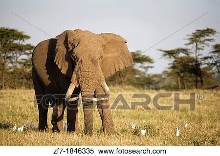 Male African Elephant Loxodonta africana, Masai Mara, Kenya View Large Photo Image Stock Photography - Male African Elephant Loxodonta africana, Masai Mara, Kenya. Fotosearch