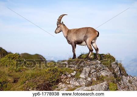Stock Photo - male Alpine Ibex Capra ibex, Niederhorn, Switzerland. Fotosearch