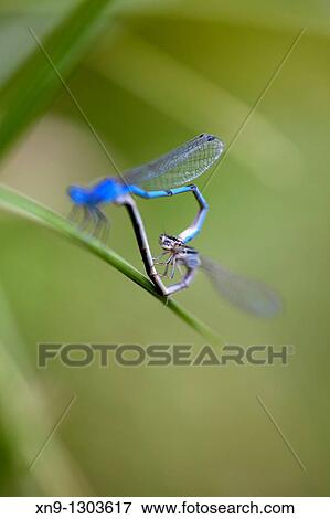 Male and female Common bluetail damselflies (Ischnura heterosticta). Cincinnati, USA View Large Photo Image Stock Photo - Male and female Common bluetail damselflies (Ischnura heterosticta). Cincinnati, USA. Fotosearch