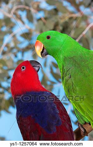 MALE AND FEMALE ECLECTUS PARROT eclectus roratus View Large Photo Image Picture - MALE AND FEMALE ECLECTUS PARROT eclectus roratus. Fotosearch