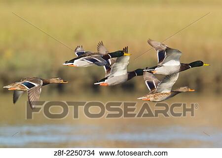 Male and female Mallard Ducks in flight. (Anas platyrhynchos). Back Bay Reserve, California. View Large Photo Image Picture - Male and female Mallard Ducks in flight. (Anas platyrhynchos). Back Bay Reserve, California.. Fotosearch