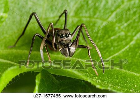 Male ant mimic spider from Kampung Skudup, Sarawak, Malaysia View Large Photo Image Stock Photography - Male ant mimic spider from Kampung Skudup, Sarawak, Malaysia. Fotosearch
