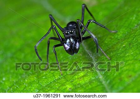 Male ant mimic spider. Image taken at Stutong Forest Reserve Park, Kuching, Sarawak, Malaysia. View Large Photo Image Stock Image - Male ant mimic spider. Image taken at Stutong Forest Reserve Park, Kuching, Sarawak, Malaysia.. Fotosearch