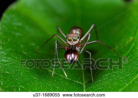 Stock Photography - Male ant mimic spider. Fotosearch
