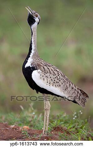 Stock Image - male Black-bellied Bustard Lissotis melanogaster displaying, Serengeti National Park, Tanzania. Fotosearch