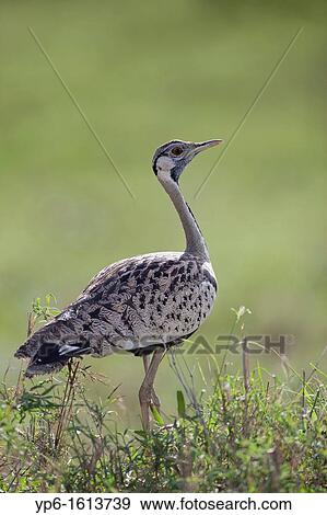 male Black-bellied Bustard Lissotis melanogaster, Serengeti National Park, Tanzania View Large Photo Image Stock Photo - male Black-bellied Bustard Lissotis melanogaster, Serengeti National Park, Tanzania. Fotosearch