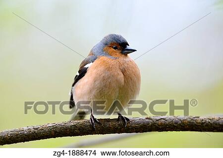 Male Chaffinch, West Lothian, Scotland View Large Photo Image Picture - Male Chaffinch, West Lothian, Scotland. Fotosearch