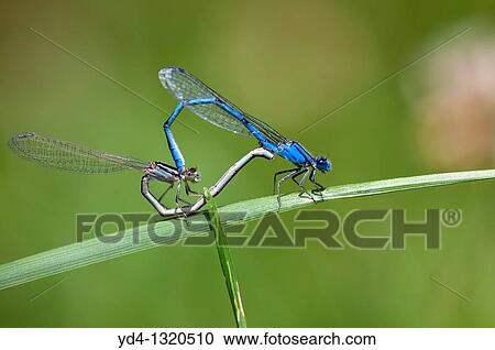 Stock Image - Male common bluetail dancefly Ischnura heferosticta, and female dansefly, Cincinnati, USA. Fotosearch