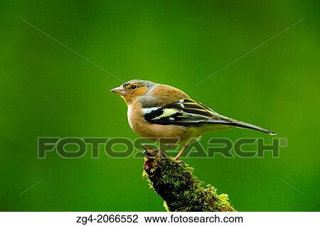 Male Common Chaffinch, Fringilla coelebs, in deciduous woodland, West Lothian, Scotland. View Large Photo Image Stock Image - Male Common Chaffinch, Fringilla coelebs, in deciduous woodland, West Lothian, Scotland.. Fotosearch