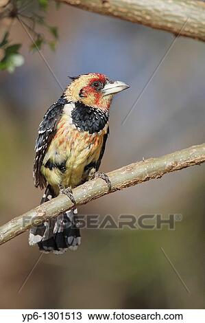 Stock Image - male Crested Barbet, Trachyphonus vaillantii, sitting on branch, Pilanesberg National Park, South Africa. Fotosearch