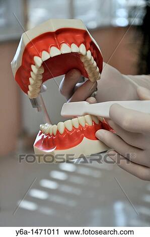 Male dentist holding model of teeth and toothbrush View Large Photo Image Stock Image - Male dentist holding model of teeth and toothbrush. Fotosearch