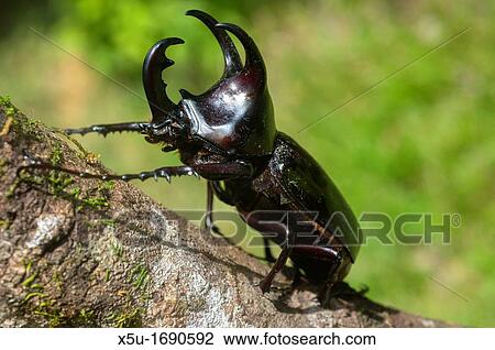 Male Dynastinae or Rhinoceros beetle, one of the largest beetles in the world View Large Photo Image Stock Image - Male Dynastinae or Rhinoceros beetle, one of the largest beetles in the world. Fotosearch