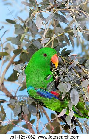 MALE ECLECTUS PARROT eclectus roratus View Large Photo Image Stock Image - MALE ECLECTUS PARROT eclectus roratus. Fotosearch