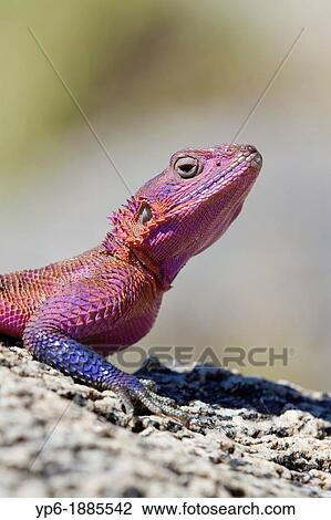 male Flat-headed Rock Agama Agama mwanzae on rock, Serengeti National Park, Tanzania View Large Photo Image Stock Image - male Flat-headed Rock Agama Agama mwanzae on rock, Serengeti National Park, Tanzania. Fotosearch