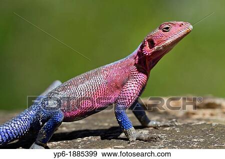 Stock Photo - male Flat-headed Rock Agama Agama mwanzae on rock, Serengeti National Park, Tanzania. Fotosearch