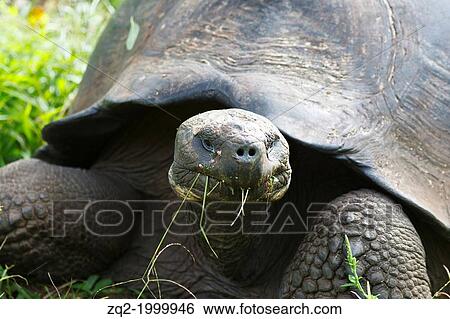 Stock Photograph - Male Galapagos tortoise / Gal? ipagos giant tortoise (Chelonoidis nigra porteri), Galapagos Islands National Park, Santa Cruz Island Galapagos Ecuador.. Fotosearch