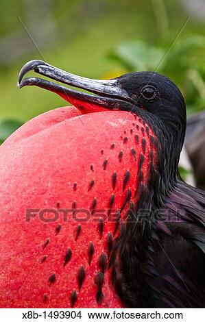 Picture - Male Great frigatebird Fregata minor in breeding plumage note the red gular pouch on North Seymour Island in the Galapagos Island Archipelago, Ecuador. Fotosearch