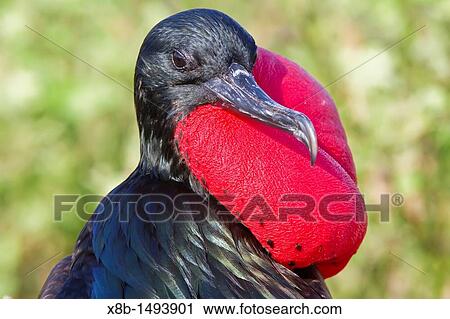 Male Great frigatebird Fregata minor in breeding plumage note the red gular pouch on North Seymour Island in the Galapagos Island Archipelago, Ecuador View Large Photo Image Stock Image - Male Great frigatebird Fregata minor in breeding plumage note the red gular pouch on North Seymour Island in the Galapagos Island Archipelago, Ecuador. Fotosearch