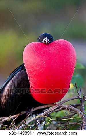 Stock Photo - Male Great frigatebird Fregata minor in breeding plumage note the red gular pouch on Genovesa Tower Island, in the Galapagos Island Archipelago, Ecuador. Fotosearch