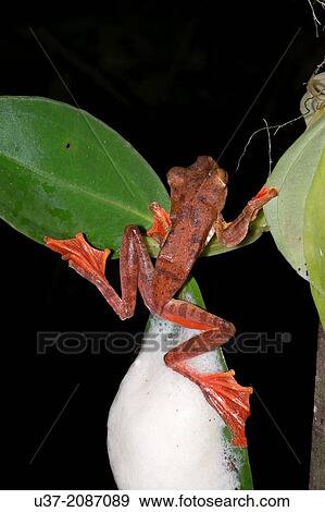 Male Harlequin tree frog Rhacophorus pardalis fertilising the eggs. Image taken at Kubah National Park, Sarawak, Malaysia. View Large Photo Image Stock Photo - Male Harlequin tree frog Rhacophorus pardalis fertilising the eggs. Image taken at Kubah National Park, Sarawak, Malaysia.. Fotosearch