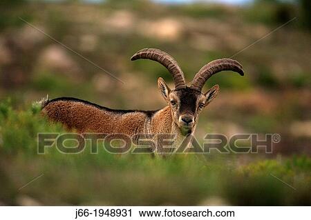 Stock Image - Male ibex (Capra pyrenaica) in Muela de Cortes. Valencia.. Fotosearch