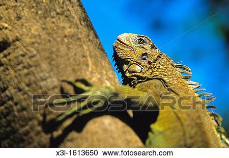 male iguana Iguana iguana Chagres National Park Panama View Large Photo Image Stock Image - male iguana Iguana iguana Chagres National Park Panama. Fotosearch