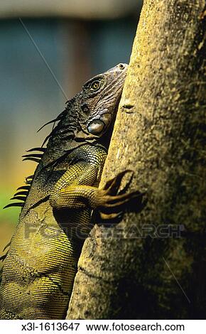 Male iguana, Iguana iguana Chagres National Park Panama View Large Photo Image Stock Photo - Male iguana, Iguana iguana Chagres National Park Panama. Fotosearch