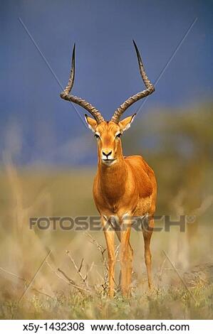 Male Impala Aepyceros melampus on the Masia Mara Game Reserve, Kenya, Africa View Large Photo Image Stock Photo - Male Impala Aepyceros melampus on the Masia Mara Game Reserve, Kenya, Africa. Fotosearch