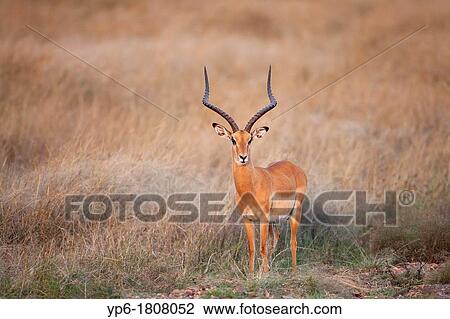 male Impala Aepyceros melampus, standing in savannah, Masai Mara, Kenya View Large Photo Image Stock Image - male Impala Aepyceros melampus, standing in savannah, Masai Mara, Kenya. Fotosearch