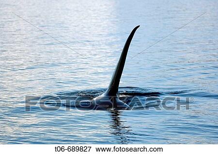 Male killer whale, Orca (Orcinus orca) surfacing in the Johnstone Strait, Vancouver Island, British Columbia, Canada View Large Photo Image Stock Photo - Male killer whale, Orca (Orcinus orca) surfacing in the Johnstone Strait, Vancouver Island, British Columbia, Canada. Fotosearch