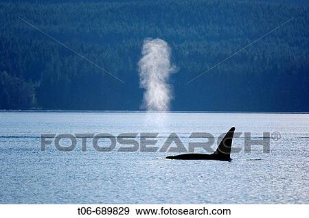 Male killer whale, Orca (Orcinus orca) surfacing in the Johnstone Strait, Vancouver Island, British Columbia, Canada View Large Photo Image Stock Photo - Male killer whale, Orca (Orcinus orca) surfacing in the Johnstone Strait, Vancouver Island, British Columbia, Canada. Fotosearch
