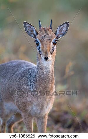 male Kirk's Dik-dik Madoqua kirkii standing in savannah, Serengeti National Park, Tanzania View Large Photo Image Stock Photography - male Kirk's Dik-dik Madoqua kirkii standing in savannah, Serengeti National Park, Tanzania. Fotosearch