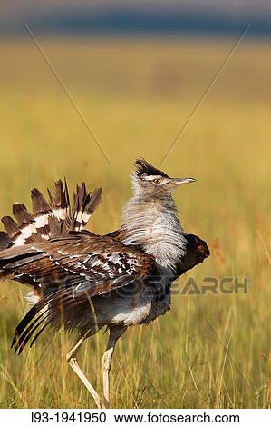 Male kori bustard (Ardeotis kori), Maasai Mara National Reserve, Kenya, Africa. View Large Photo Image Stock Image - Male kori bustard (Ardeotis kori), Maasai Mara National Reserve, Kenya, Africa.. Fotosearch