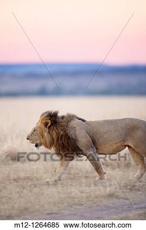 Male Lion in the Masai Mara View Large Photo Image Stock Photography - Male Lion in the Masai Mara. Fotosearch