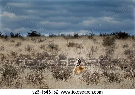 Stock Image - Male lion (Panthera leo) lying down in dry gras, yawning, Kgalagadi Transfrontier Park, South Africa. Fotosearch