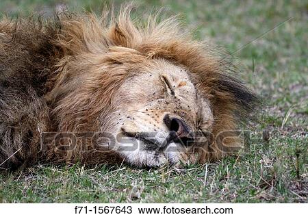 Stock Image - Male lion Panthera leo resting Maasai Mara National Park, Kenya, East Africa. Fotosearch