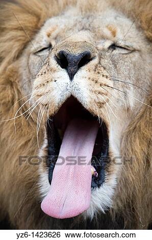Male lion (Panthera leo) yawning, Greater Kruger Park, South Africa View Large Photo Image Stock Photograph - Male lion (Panthera leo) yawning, Greater Kruger Park, South Africa. Fotosearch