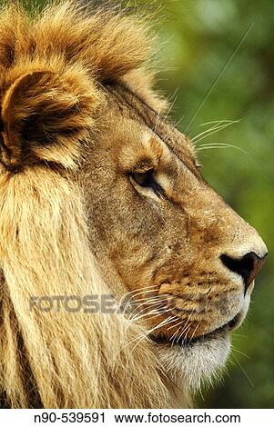 Male Lion View Large Photo Image Stock Image - Male Lion. Fotosearch