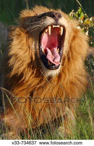 Male lion yawning on the plains of the Masai Mara close-up, Kenya View Large Photo Image Stock Photo - Male lion yawning on the plains of the Masai Mara close-up, Kenya. Fotosearch