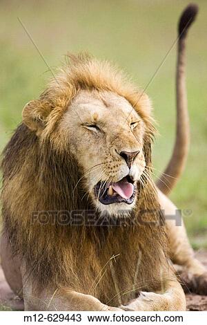 Male Lion Yawns in the Masai Mara, Kenya View Large Photo Image Stock Image - Male Lion Yawns in the Masai Mara, Kenya. Fotosearch
