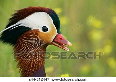 Stock Photo - Male mandarin Duck (Aix galericulata). Fotosearch