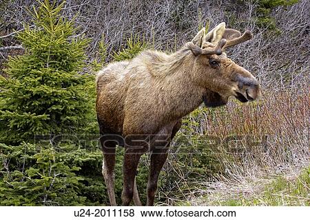 Male Moose, alces alces, Gros Morne National Park, UNESCO World Heritage Site, Newfoundland. View Large Photo Image Stock Photo - Male Moose, alces alces, Gros Morne National Park, UNESCO World Heritage Site, Newfoundland.. Fotosearch