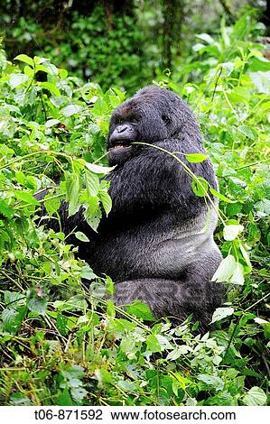 Stock Image - Male mountain gorilla eating leaves (Gorilla beringei beringei) Volcanoes National Park, Rwanda, Africa. Fotosearch