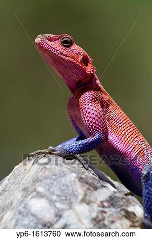 male Mwanza Flat-headed Agama Agama mwanzae, Serengeti National Park, Tanzania View Large Photo Image Stock Image - male Mwanza Flat-headed Agama Agama mwanzae, Serengeti National Park, Tanzania. Fotosearch