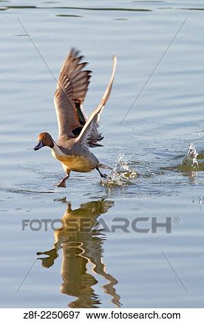 Male Northern Pintail Duck runs along the water as it takes off with reflection. (Anas acuta). Bolsa Chica Wetlands, California. View Large Photo Image Stock Photo - Male Northern Pintail Duck runs along the water as it takes off with reflection. (Anas acuta). Bolsa Chica Wetlands, California.. Fotosearch