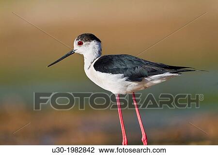 Male of black-winged Stilt (Himantopus himantopus) in a shore of a little pool. Salamanca province. Castilla y Len. Spain. View Large Photo Image Stock Image - Male of black-winged Stilt (Himantopus himantopus) in a shore of a little pool. Salamanca province. Castilla y Len. Spain.. Fotosearch