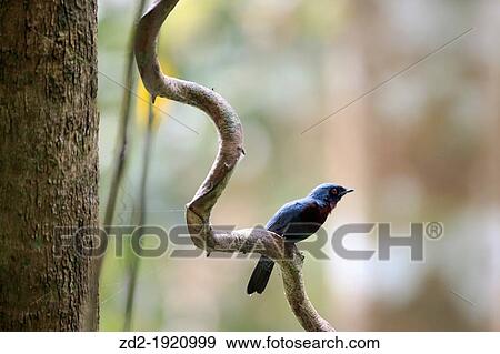Male of Maroon-breasted Philentoma Philentoma velata perched on branch Kaeng Krachan National Park Thailand View Large Photo Image Stock Photo - Male of Maroon-breasted Philentoma Philentoma velata perched on branch Kaeng Krachan National Park Thailand. Fotosearch