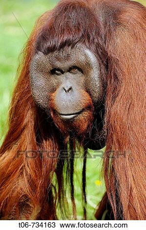 Male orang-utan (Pongo pygmaeus pygmaeus) native to Borneo, captive, IUCN Red list Endangered EN View Large Photo Image Stock Image - Male orang-utan (Pongo pygmaeus pygmaeus) native to Borneo, captive, IUCN Red list Endangered EN. Fotosearch