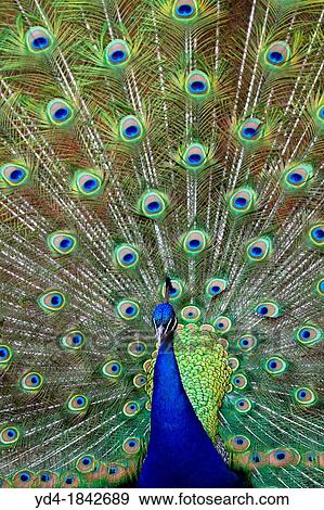 Male Peacock Pavo cristatus, Cincinnati Zoo, Ohio, USA View Large Photo Image Stock Photo - Male Peacock Pavo cristatus, Cincinnati Zoo, Ohio, USA. Fotosearch