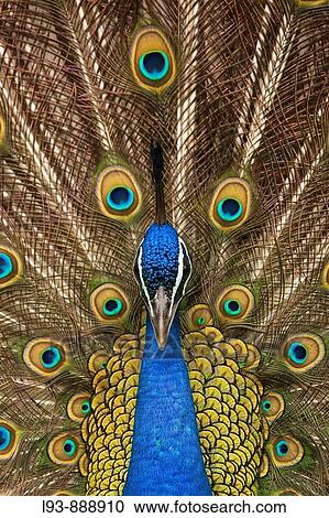 Male Peacock (Pavo cristatus) View Large Photo Image Stock Image - Male Peacock (Pavo cristatus). Fotosearch